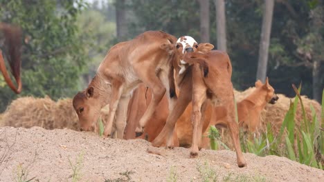 young domestic cows relaxing on sand