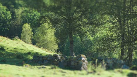 Ein-Tilt-Shift-Video-Der-Zerbröckelnden-Überreste-Der-Alten,-Mit-Manuskripten-Bedeckten-Steinmauer-Auf-Der-Grünen-Wiese