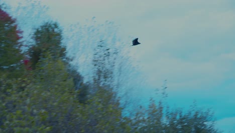 A-rough-legged-hawk-takes-off-from-a-tree-amongst-autumn-leaves