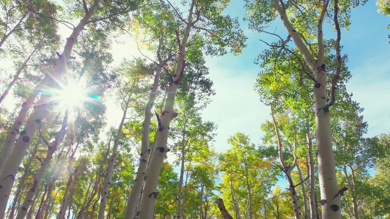 Mt Shavano ground level woods campground trailhead Kebler Pass Crested Butte Paonia dense tall mature Aspen Tree forest Colorado aerial drone early morning sun flare fall autumn circle right motion