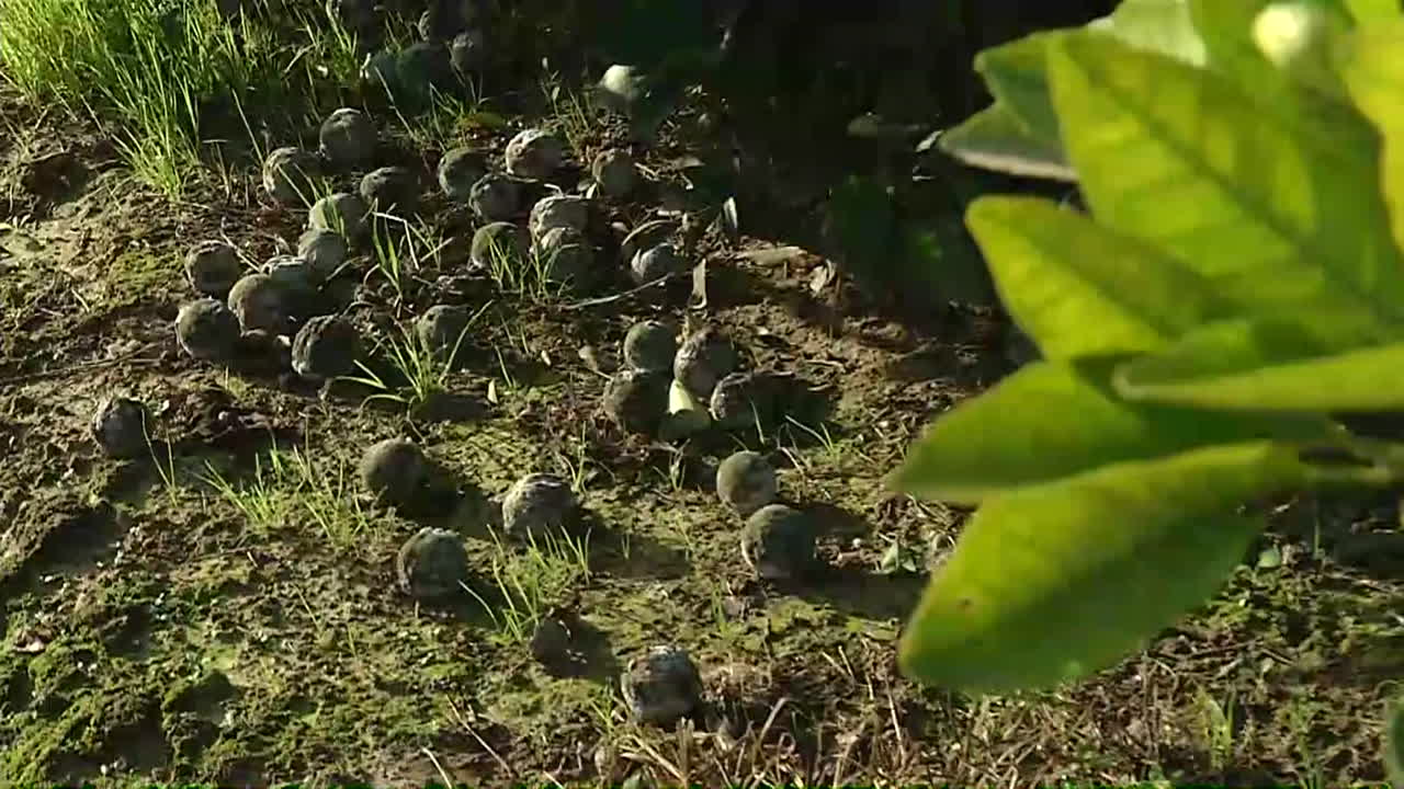 Damaged citrus fruit in an orange grove