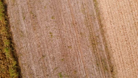 4k-aerial-drone-footage-of-corn-fields-in-birds-eye-view-with-revealing-concept