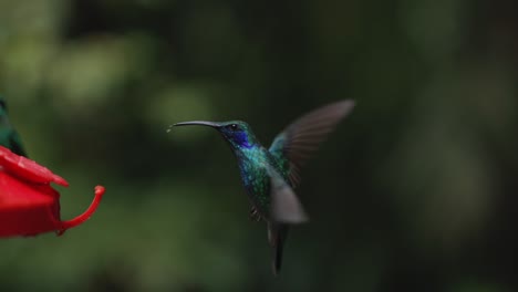 Kolibris-Kämpfen-Gegen-Den-Futterhäuschen-Des-Veilchendschungels-Von-Costa-Rica