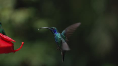 colibríes luchando alimentador costa rica jungla violeta