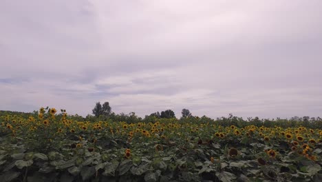 Amarillo---Campo-De-Girasol-Alto-4k