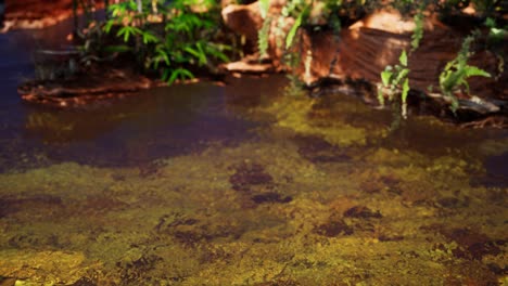 Estanque-Dorado-Tropical-Con-Rocas-Y-Plantas-Verdes