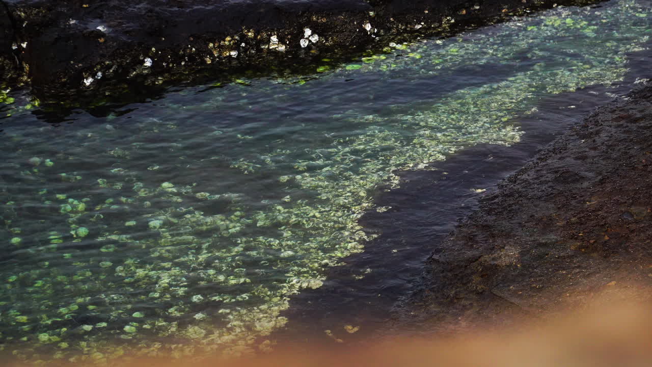 costa rocosa de vietnam con conchas en crecimiento en piedra, vista estática