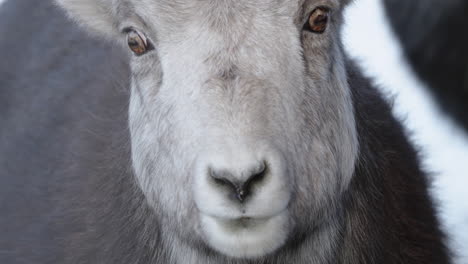 Front-Portrait-Of-Female-Thinhorn-Sheep-In-Winter-In-Yukon,-Canada