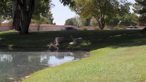 Una-Gran-Garza-Azul-Que-Se-Refresca-Del-Sol-Del-Desierto-De-Repente-Estira-El-Cuello-Para-Observar-Algo-En-El-Agua-Estancada-De-Un-Estanque-Urbano,-Rancho-Mccormick,-Scottsdale,-Arizona