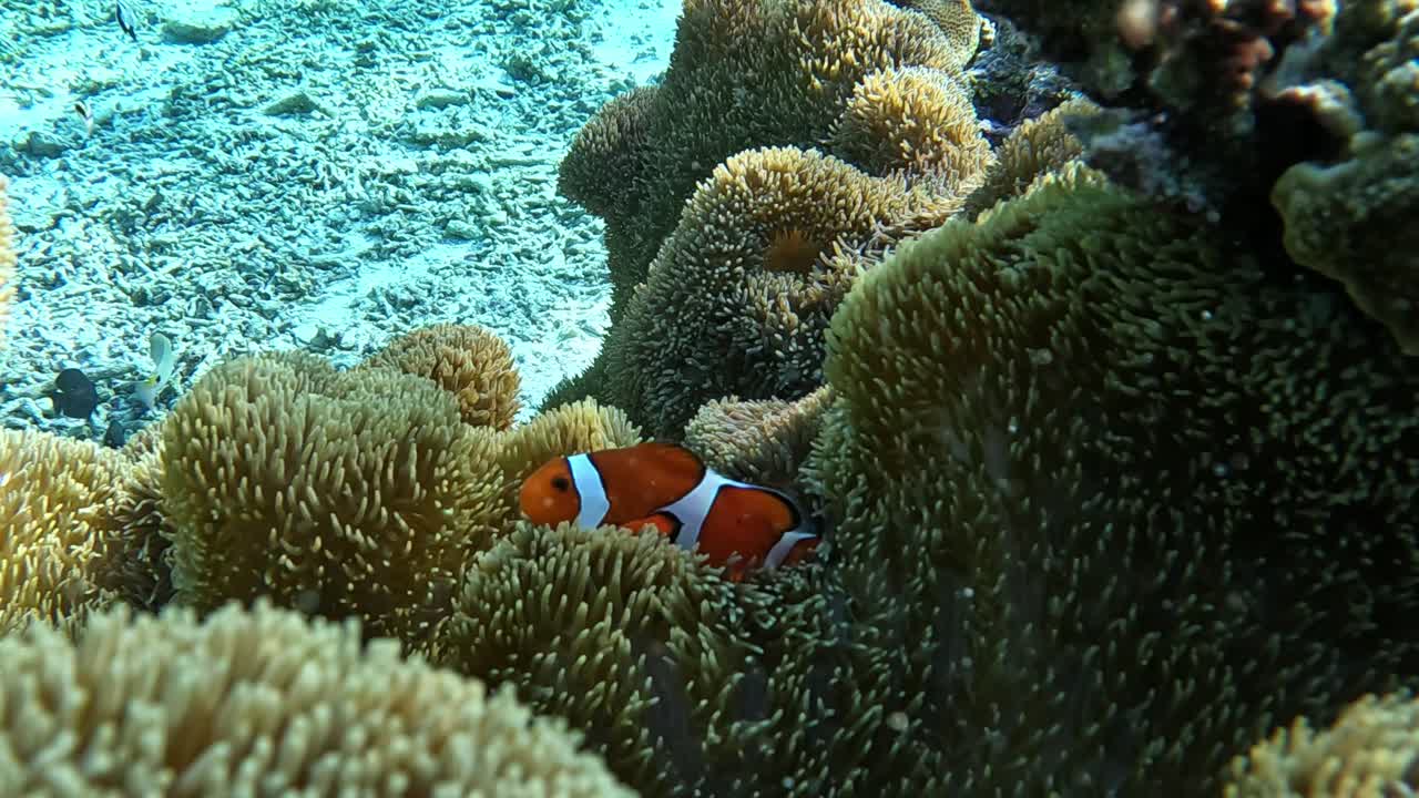 Pesce pagliaccio che si nasconde all'interno di un anemone in acque cristalline - Primo piano
