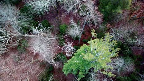 Perdido-En-El-Bosque,-Búsqueda-Aérea