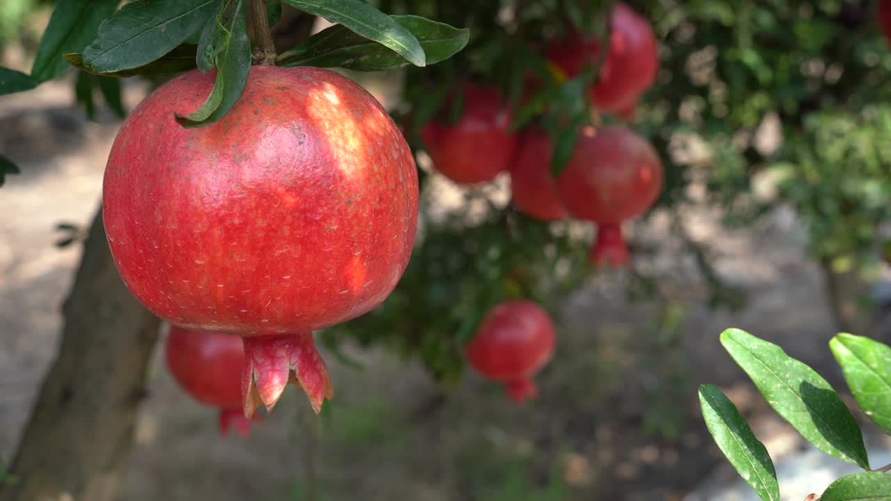 Granatæbleplantage i plukkesæsonen