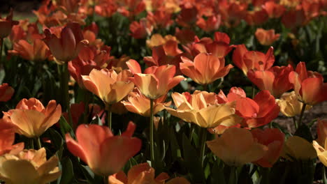 tulips in park at springtime