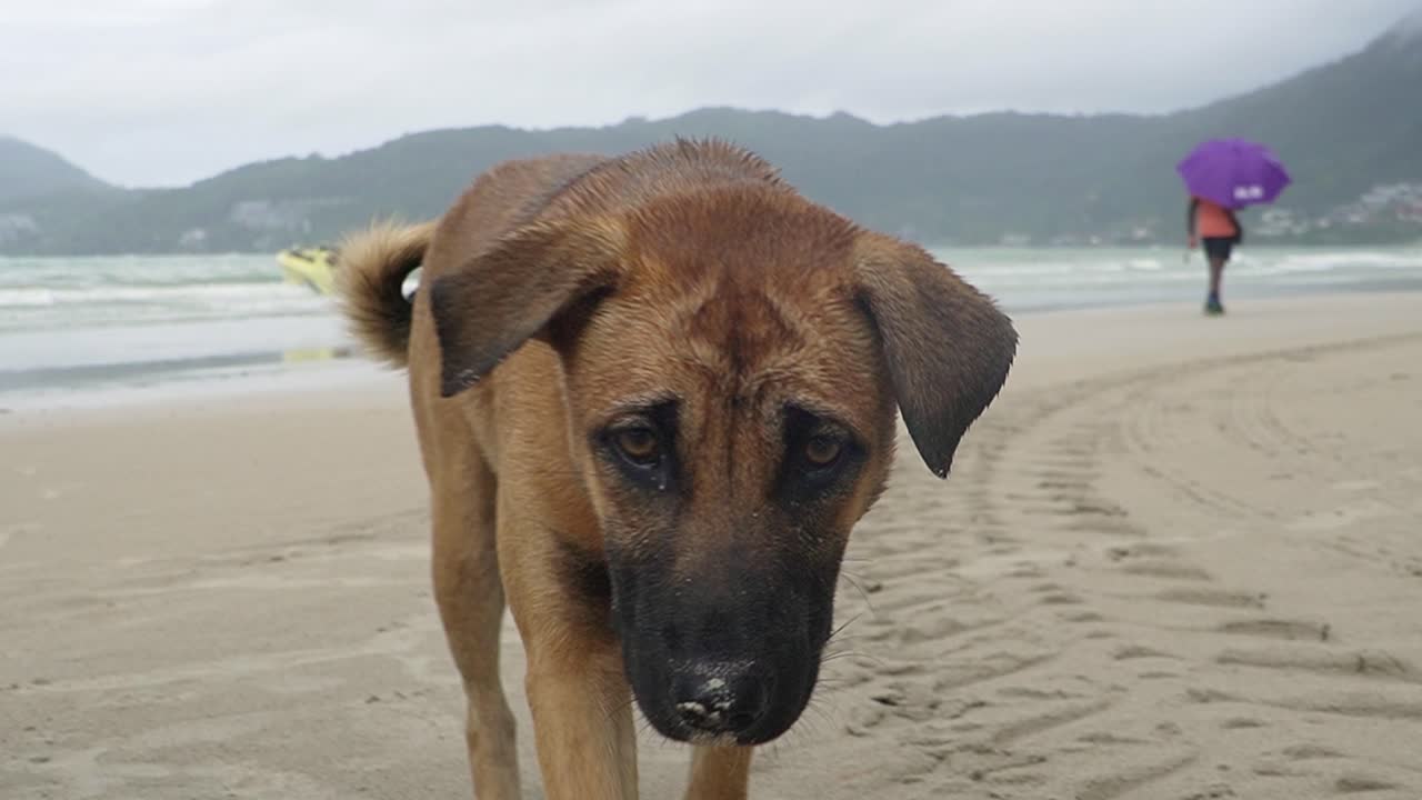 perro de cerca caminando por la playa de patong en phuket, tailandia
