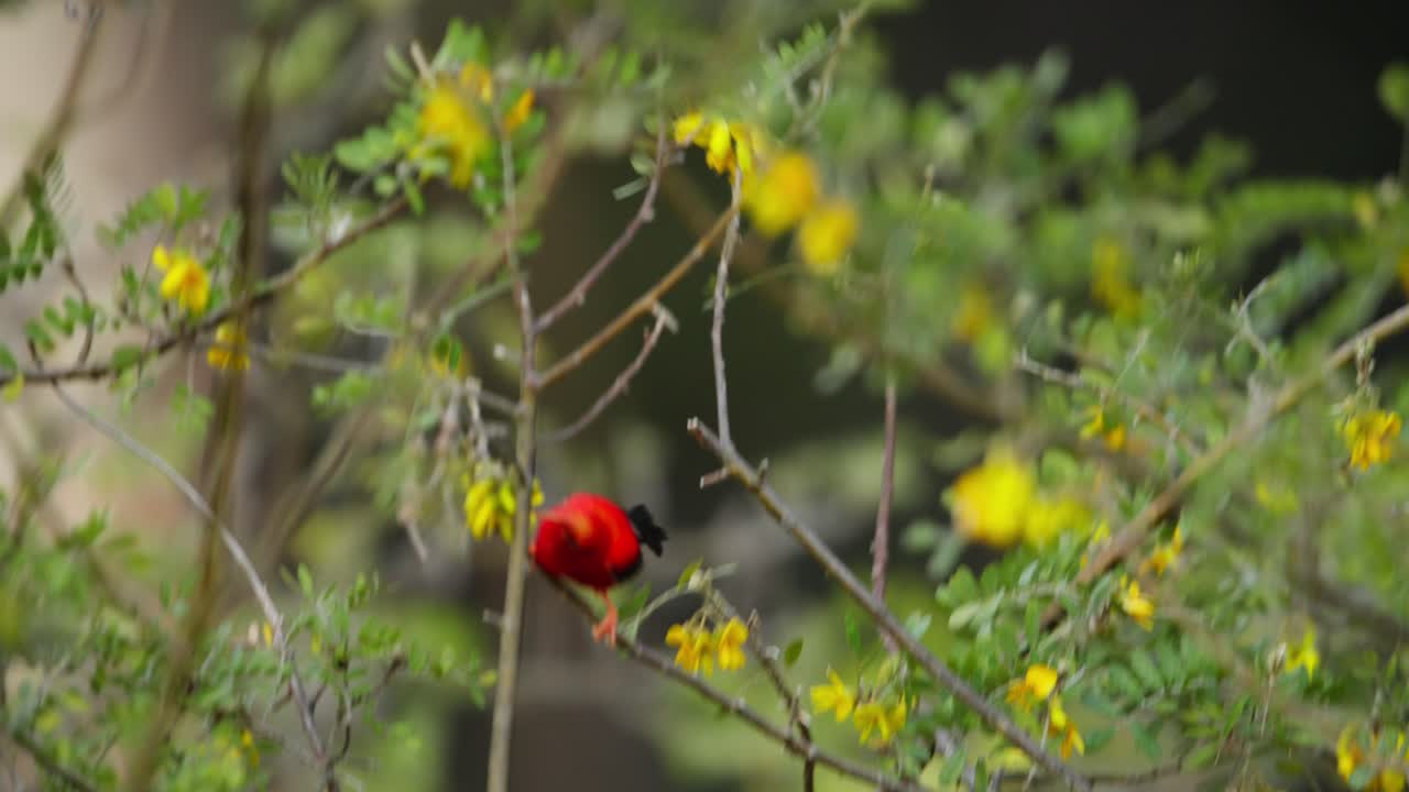 Red Bird in a Tree with Yellow Flowers