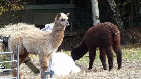 White-alpaca-sitting-on-sunny-farm-paddock-grass-with-herd-eating-hay