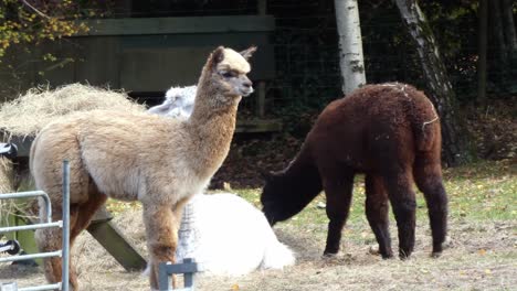 alpaca blanca sentada en la soleada hierba de paddock de la granja con rebaño comiendo heno
