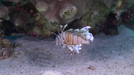 pez león flotando sobre la arena en el arrecife de coral en el mar rojo