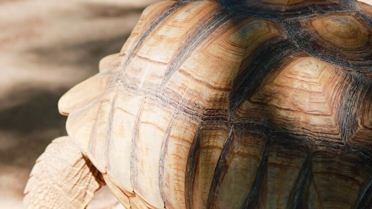 Tortoise moving slowly on a sunny day