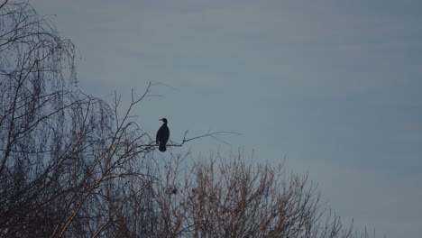 cormorant sitting on a high branch