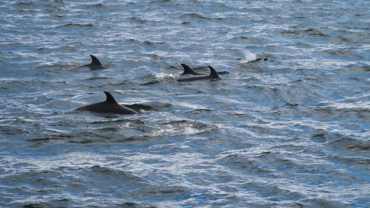 manada de delfines comunes de pico corto nadando en mar abierto frente a la costa de nueva zelanda