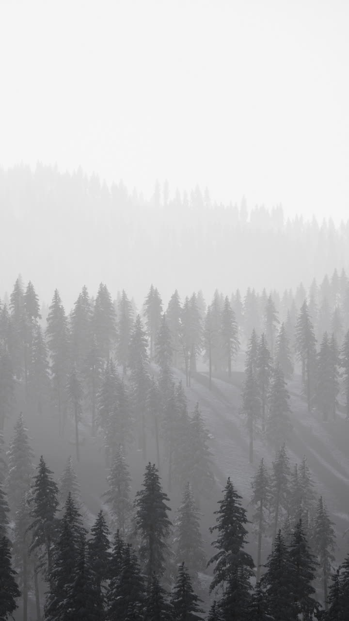 안개가 가득한 겨울 숲