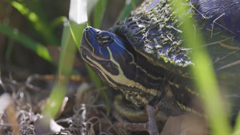 Bemalte-Schildkröte,-Die-Im-Gras,-In-Den-Augen-Und-In-Der-Haut-Sitzt