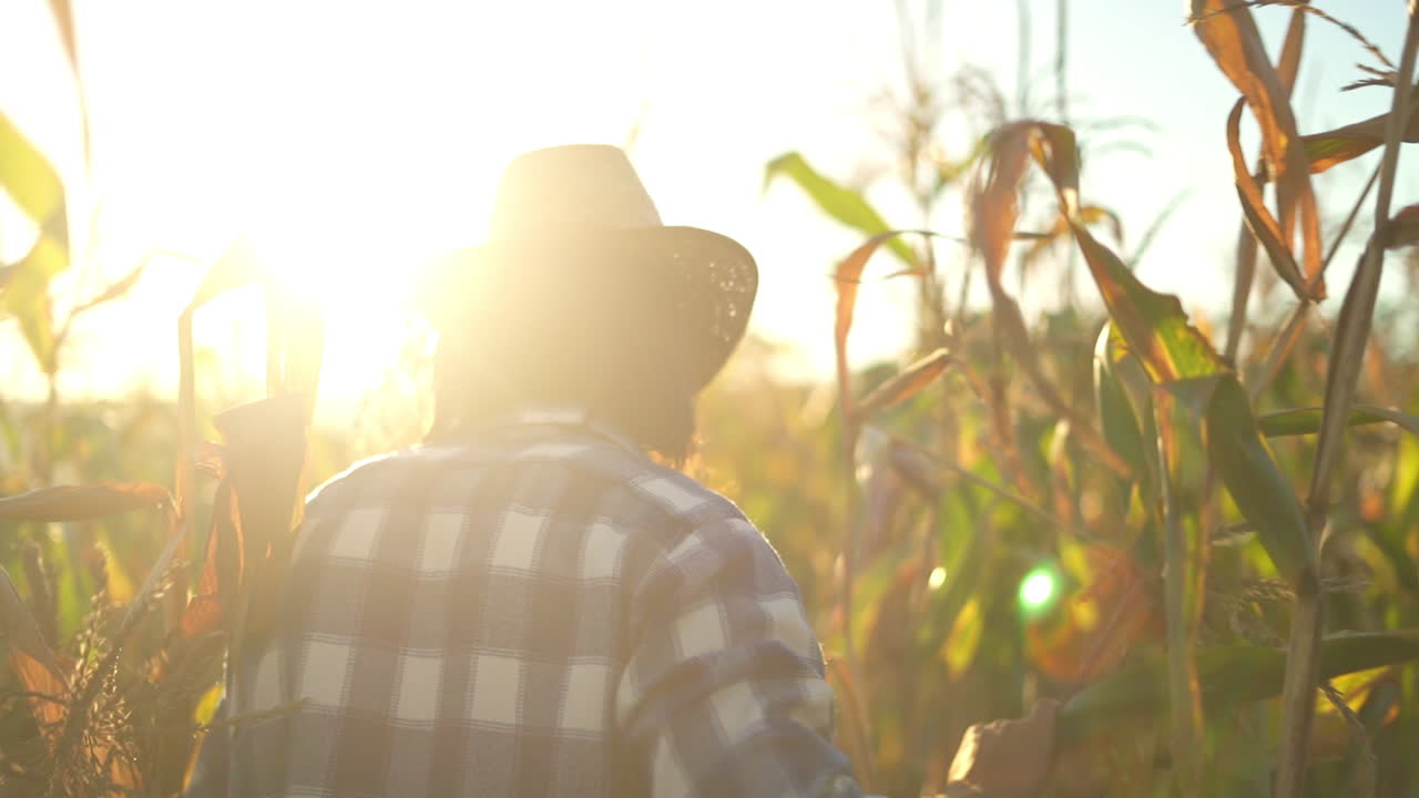 A person walking through a sunlit cornfield