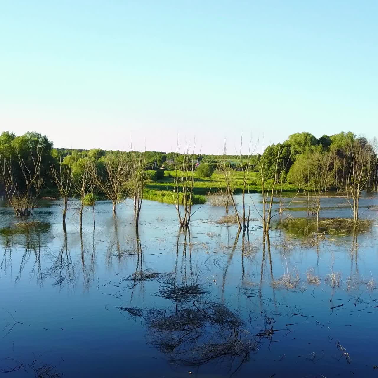 Dead Trees In The Water. Landscape abstract background. Dry dead trees without leaves in the water