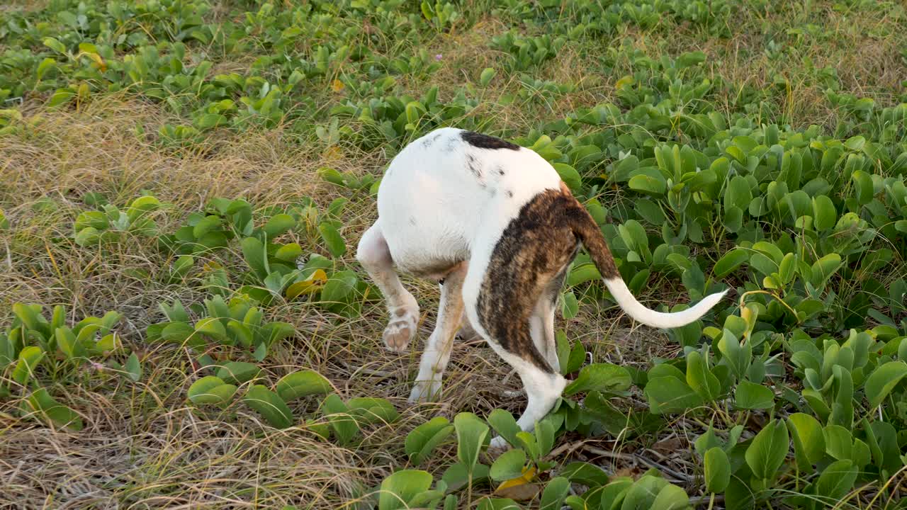 toro árabe, perro australiano jugando cerca de la playa