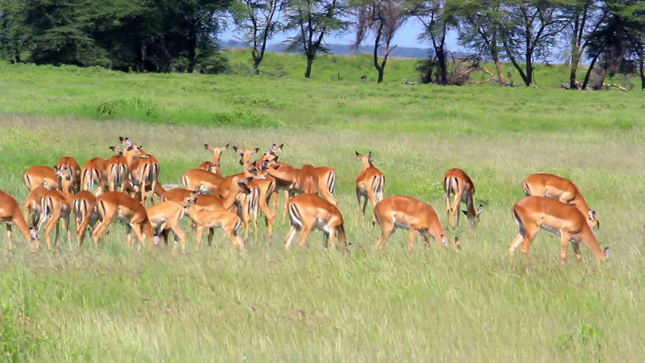 manada de impalas hembras en el parque nacional