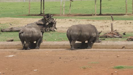 a pair of captive bred rhinos feeding from a trough in a wildlife enclosure, mpumalanga, south africa