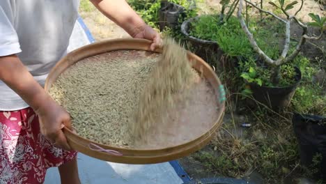 farm worker women sifts and throws rice