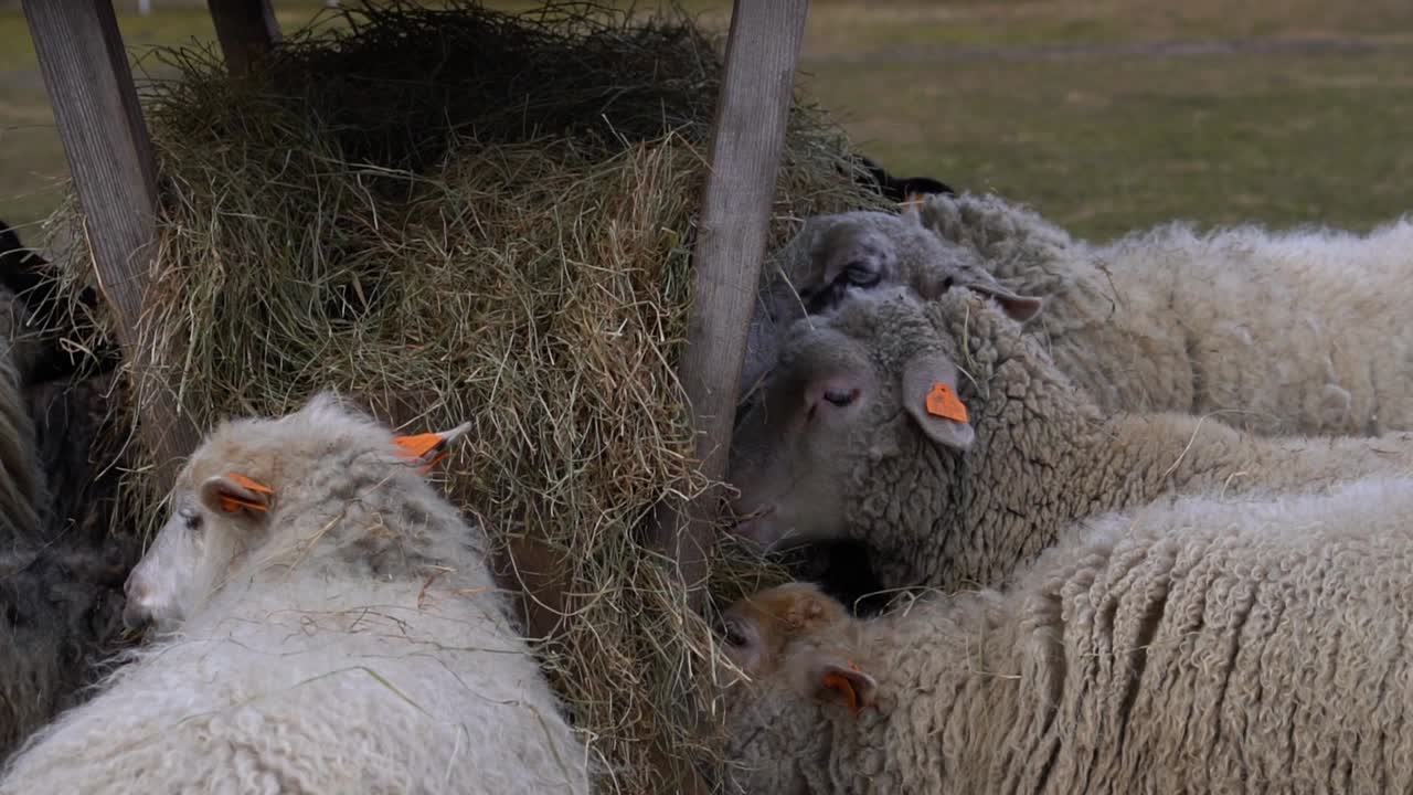 grupo de ovejas comiendo heno pacíficamente de un comedero de madera