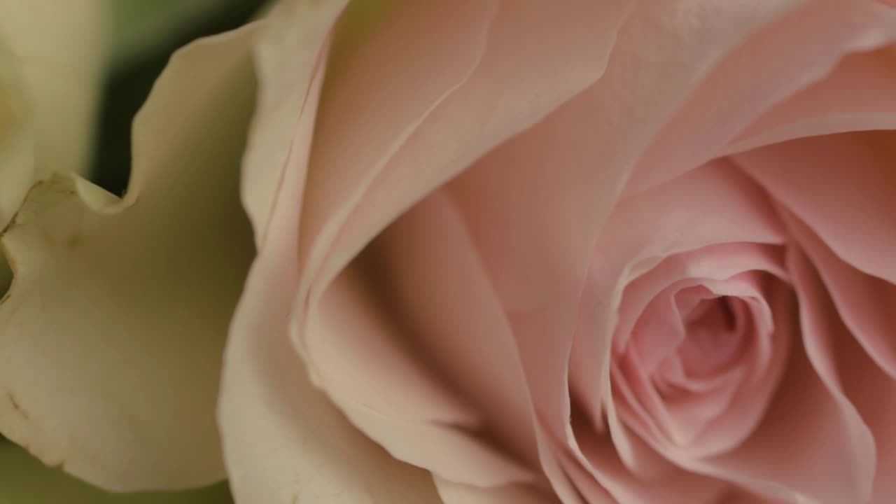 Macro of pink and white blossoming rose pretals