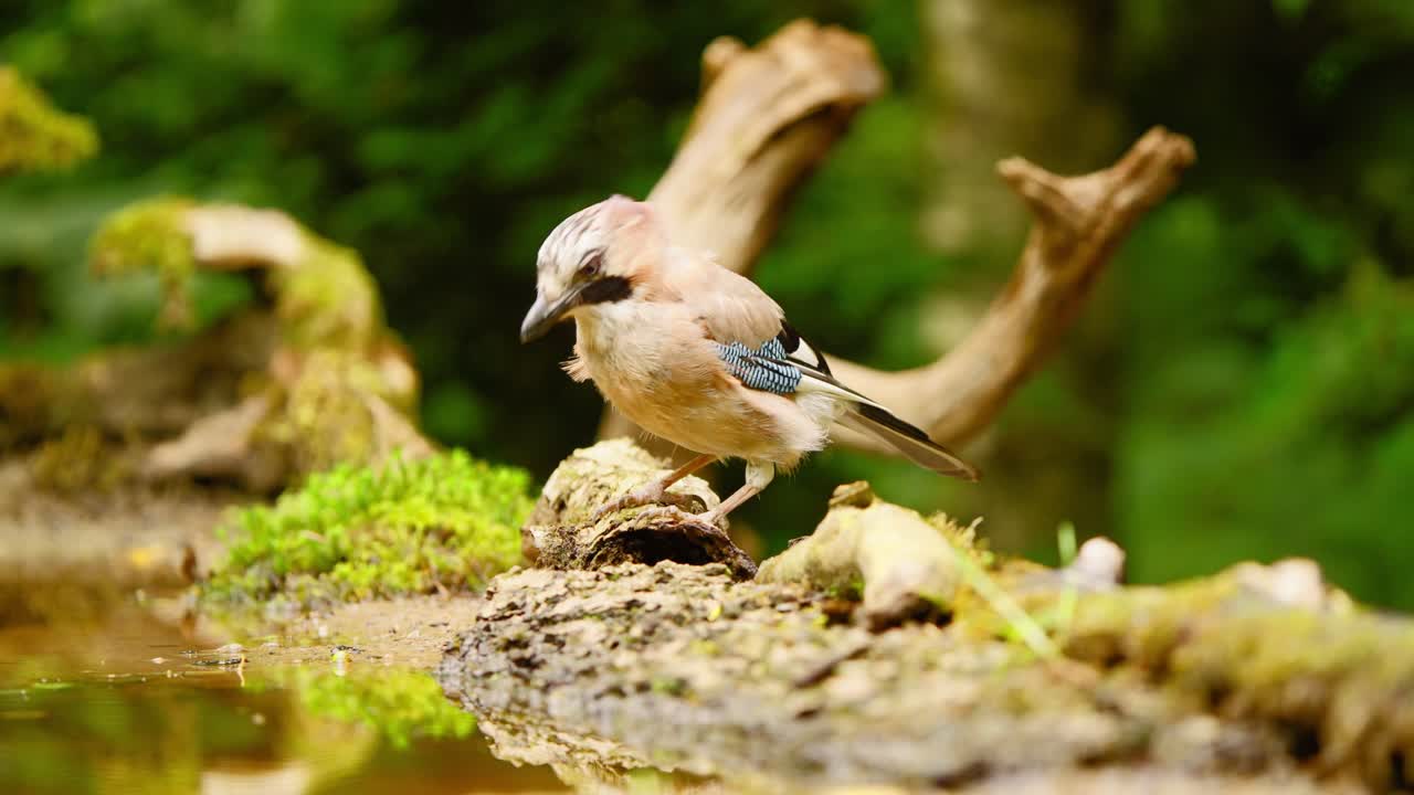 Ghiandaia eurasiatica in Frisia, Paesi Bassi, si inarca mentre si alza in volo scomparendo dalla vista