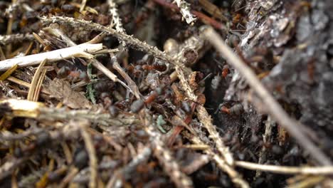 Wilder-Ameisenhaufen-Im-Wald,-Nahaufnahme