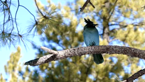 Slow-motion-Close-up-of-a-gorgeous-Steller's-Jay-bird-sitting-on-a-branch-curiously-looking-at-the-camera-and-shaking-it's-feathers-located-in-gorgeous-Bryce-Canyon,-Utah