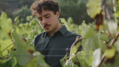 hombre de pie en una plantación de uvas mirando las hojas amarillas comprobando la vid de cerca.