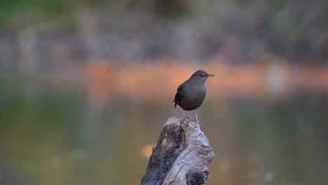 american dipper perching on a log and observing its surrounding