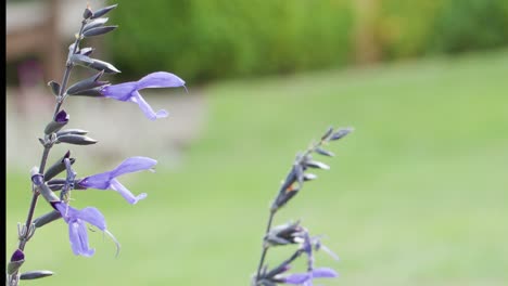 a bee flies toward a purple flower spike in a sunlit garden, captured in close-up with shallow depth of field and gentle camera movement