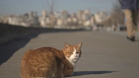 gato naranja mirando a su alrededor y jugando a la cámara lenta 4k uhd