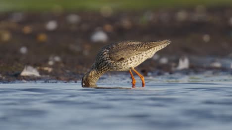 el redshank tureluur caza presas usando su pico en aguas poco profundas de los humedales.