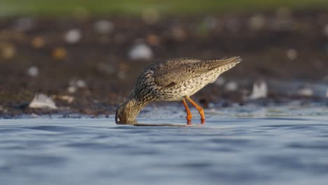 redshank tureluur hunts for prey using its bill in shallows of wetland