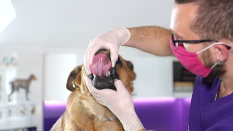 dog oral examination at veterinary clinic