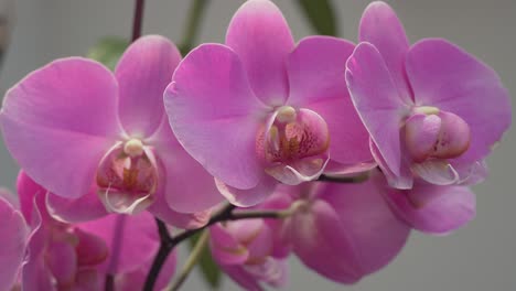 close-up of beautiful bright pink orchid flowers outdoors in summer