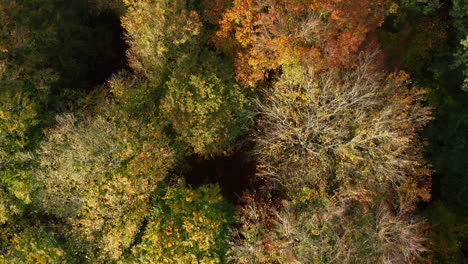 荷蘭蘇斯特杜因自然保護區 (soesterduinen nature reserve) 的多彩秋季森林景色