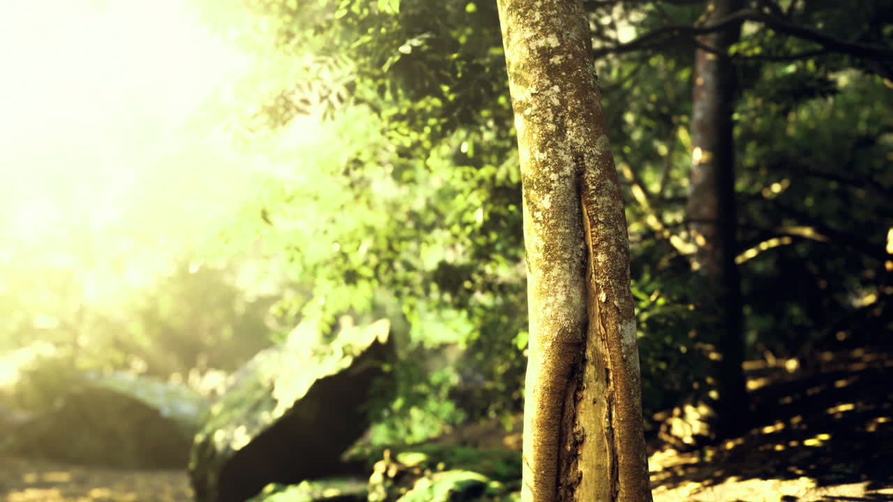 Sunlight filters through trees in a peaceful forest setting near a stream