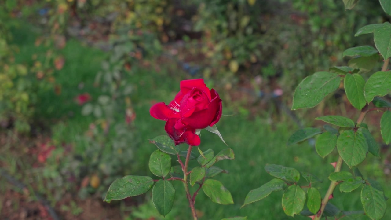 Fantastisk 4K nærbillede af en blomstrende rød rose. Optaget i en frodig have med naturligt sollys, der fremviser bløde kronblade og romantisk blomsterelegance.