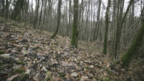 en medio de un bosque en francia que después de la guerra mundial todavía está lleno de vallas y palos de metal